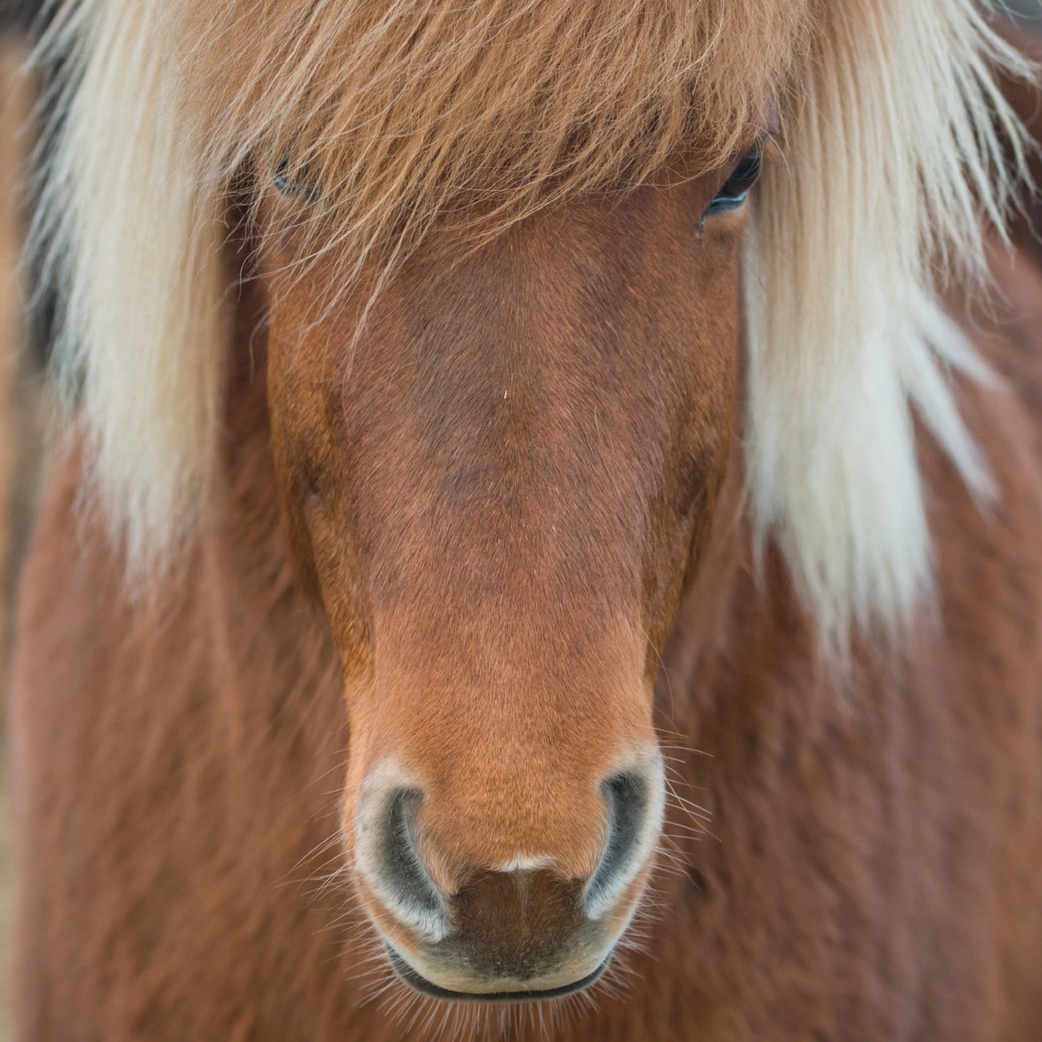 Puzzle Q "Animal 11"