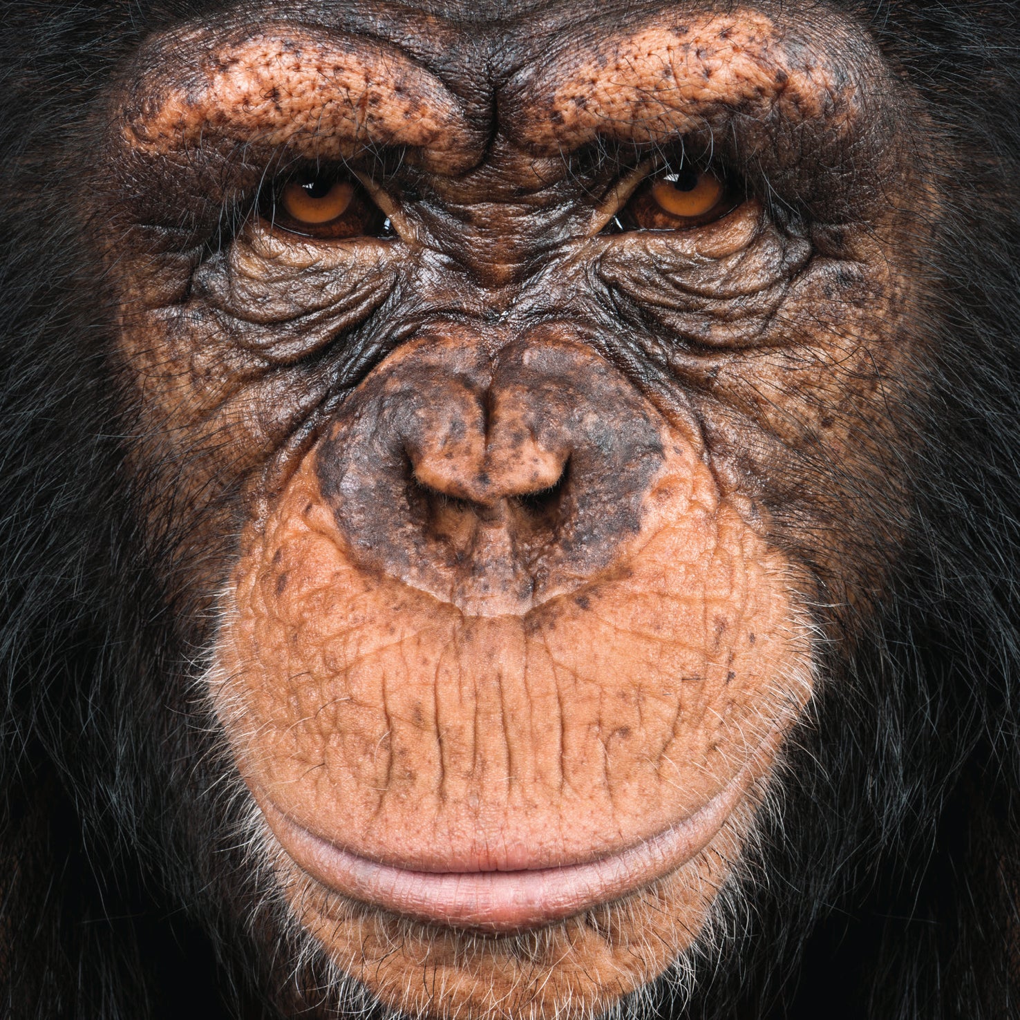 Puzzle Q "Animal 9"
